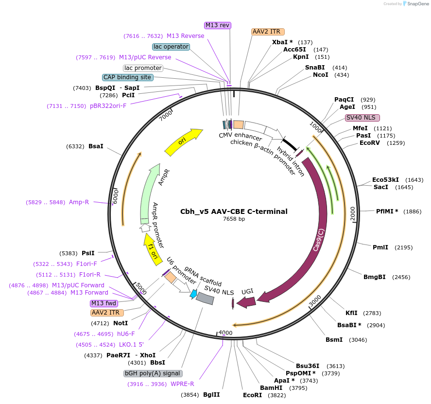 137176-plasmid-map-sequence-id-483897