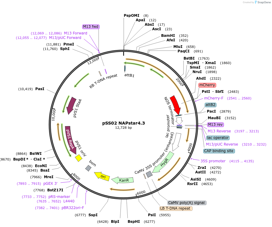 241222-plasmid-map-sequence-id-483899