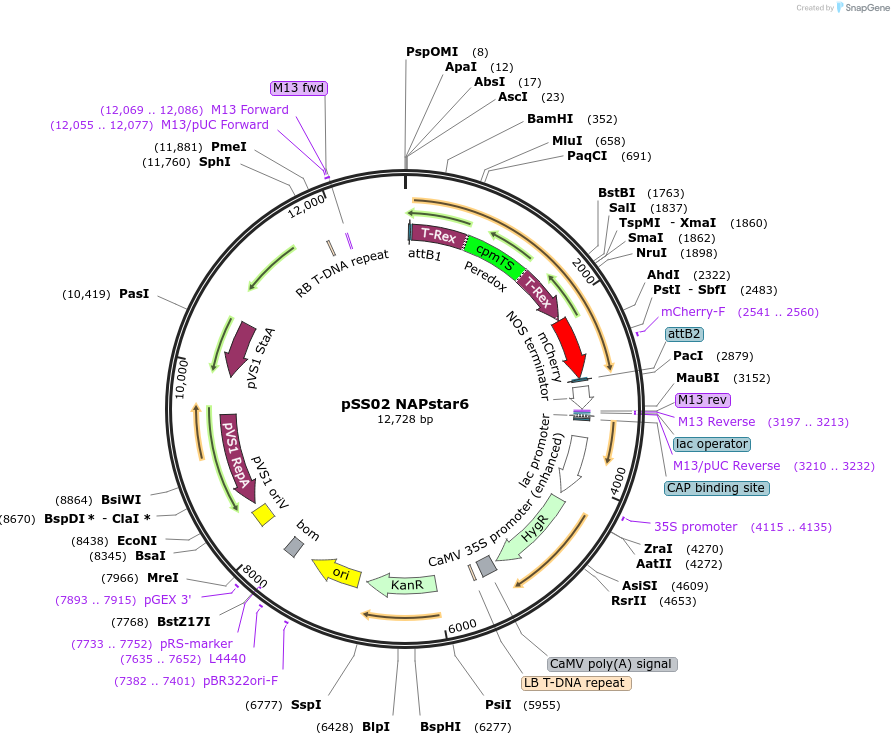 241223-plasmid-map-sequence-id-483904