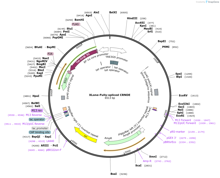 242178-plasmid-map-sequence-id-483906