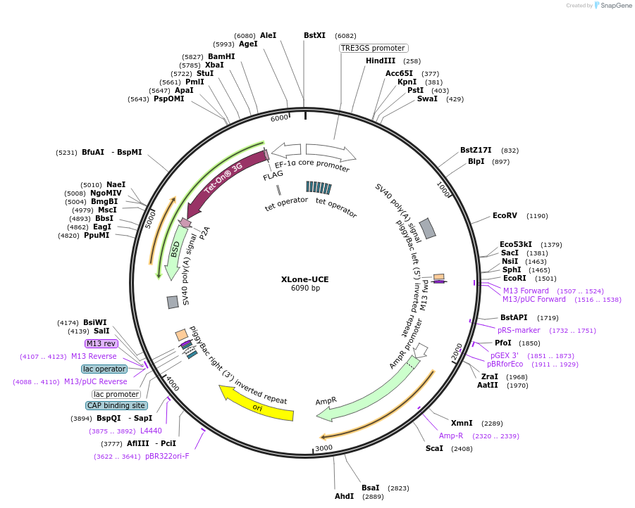 242184-plasmid-map-sequence-id-483907
