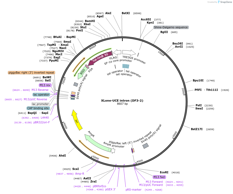 242186-plasmid-map-sequence-id-483910