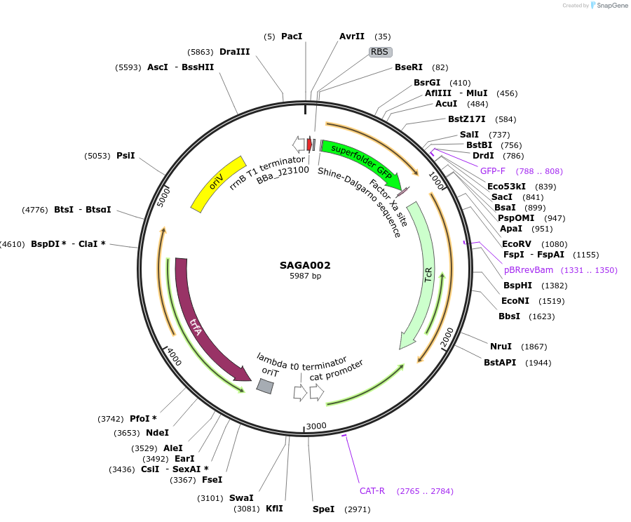 240751-plasmid-map-sequence-id-483911