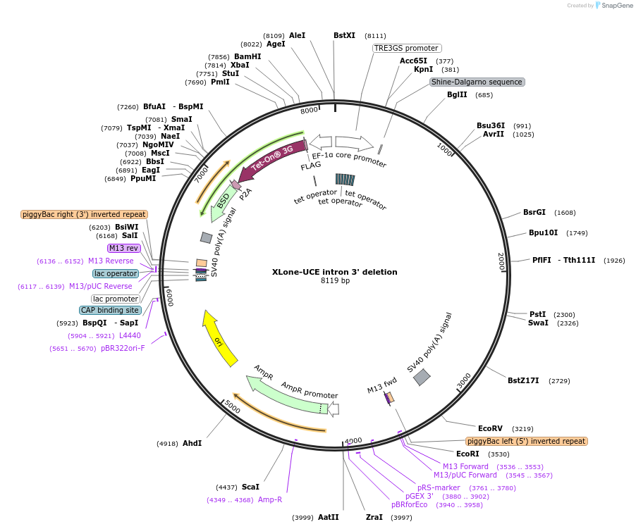 242182-plasmid-map-sequence-id-483917