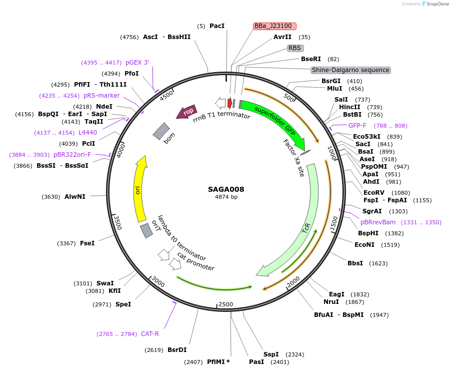 240757-plasmid-map-sequence-id-483921