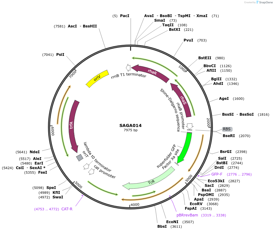 240763-plasmid-map-sequence-id-483928