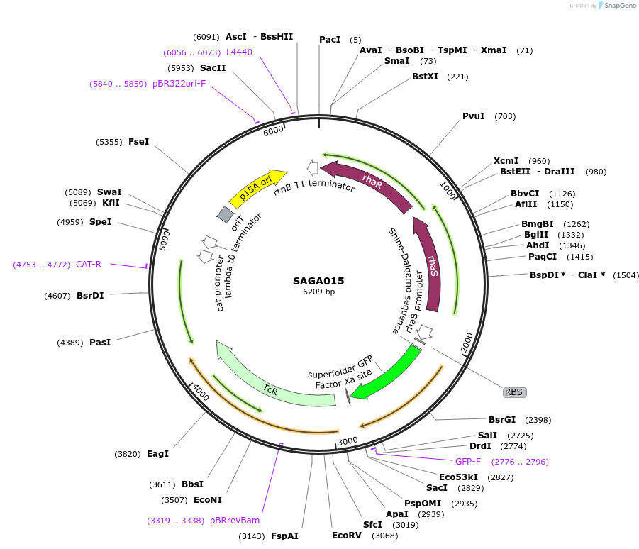 240764-plasmid-map-sequence-id-483929