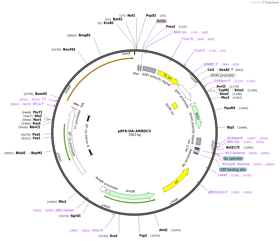 38317-plasmid-map-sequence-id-48393