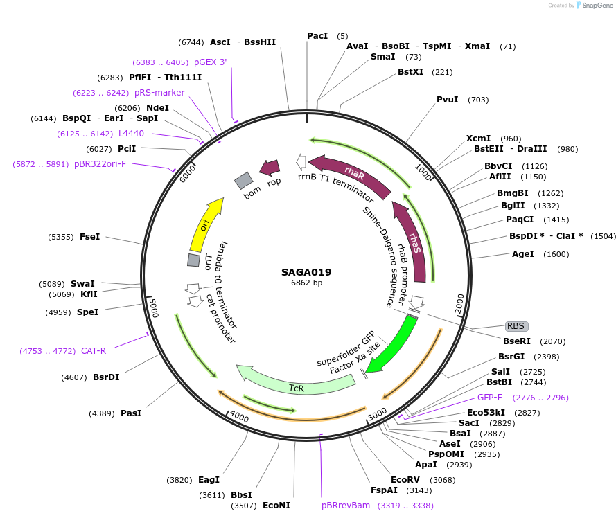 240768-plasmid-map-sequence-id-483933
