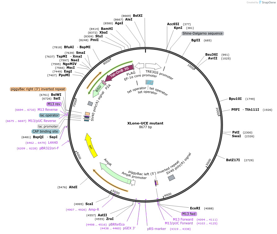 242185-plasmid-map-sequence-id-483934