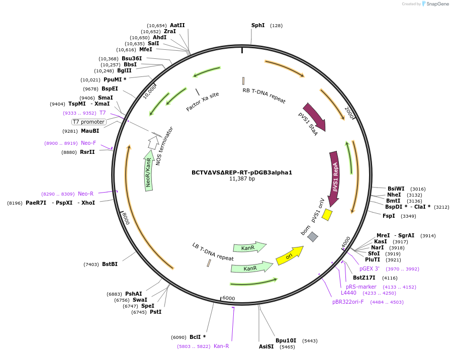 240727-plasmid-map-sequence-id-483937