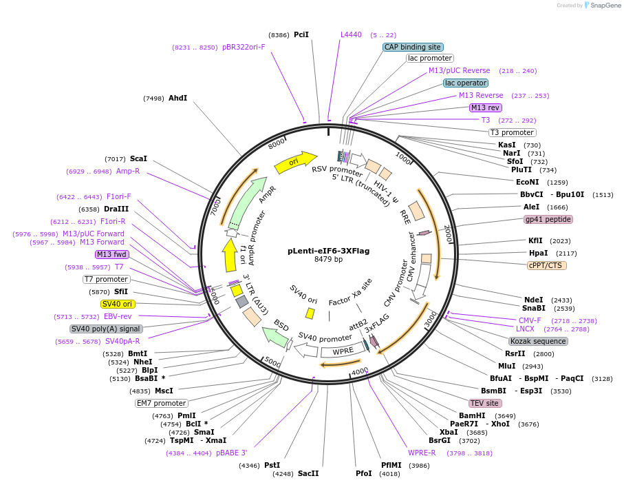 242188-plasmid-map-sequence-id-483938