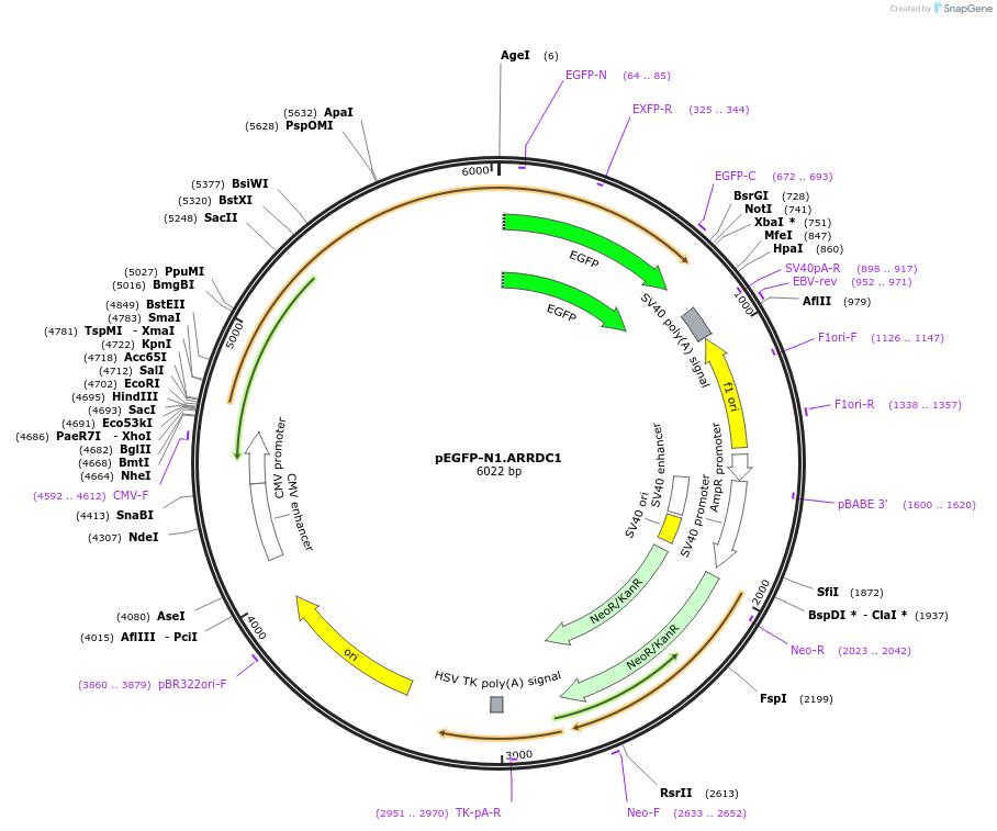 38320-plasmid-map-sequence-id-48395