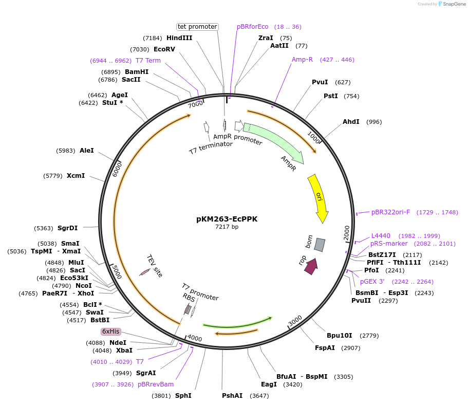 38333-plasmid-map-sequence-id-48396