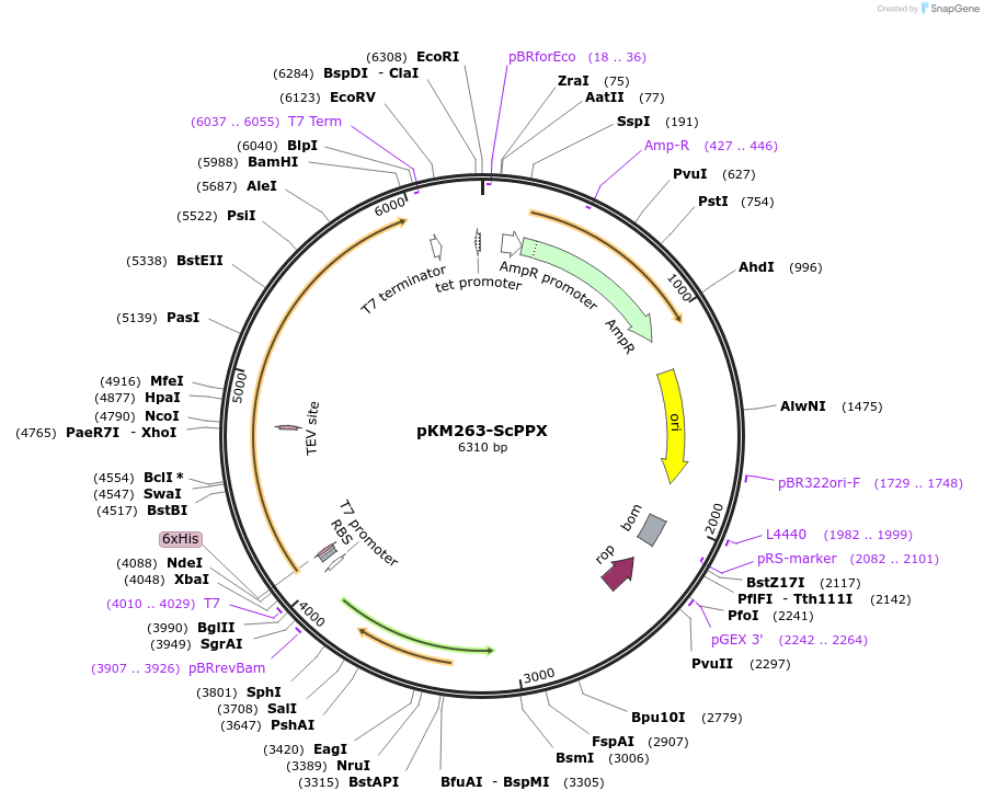 38327-plasmid-map-sequence-id-48398