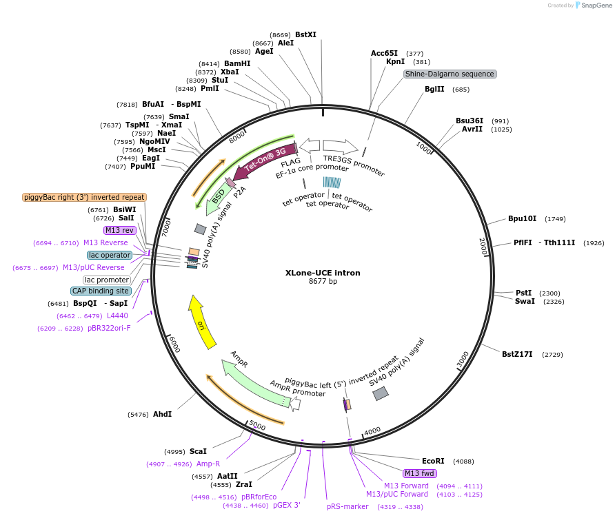 242180-plasmid-map-sequence-id-483996