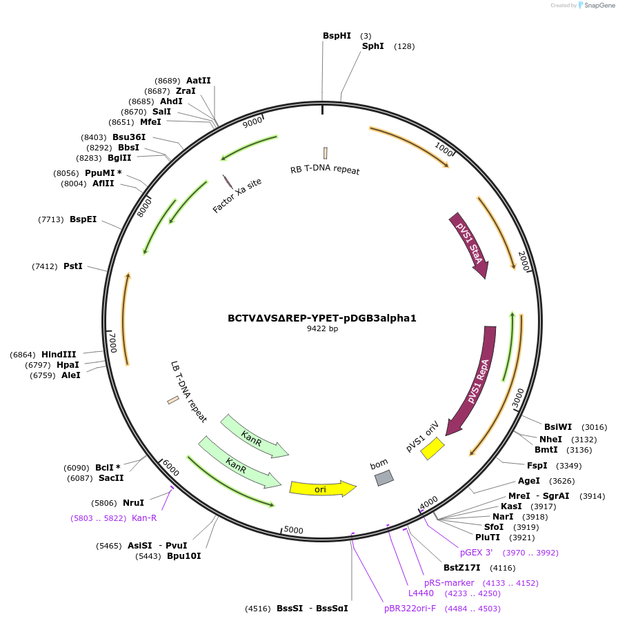 240726-plasmid-map-sequence-id-483998