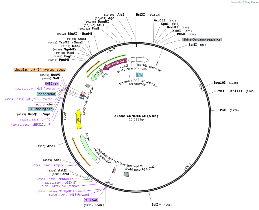 242179-plasmid-map-sequence-id-484000