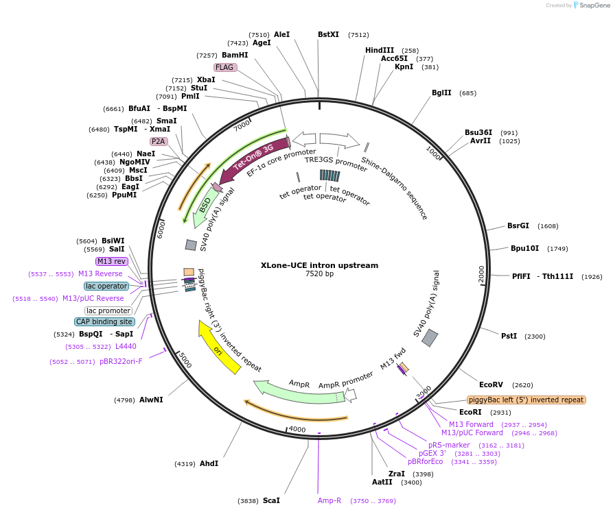 242183-plasmid-map-sequence-id-484001