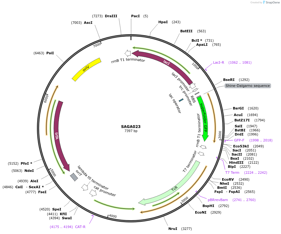 240772-plasmid-map-sequence-id-484002