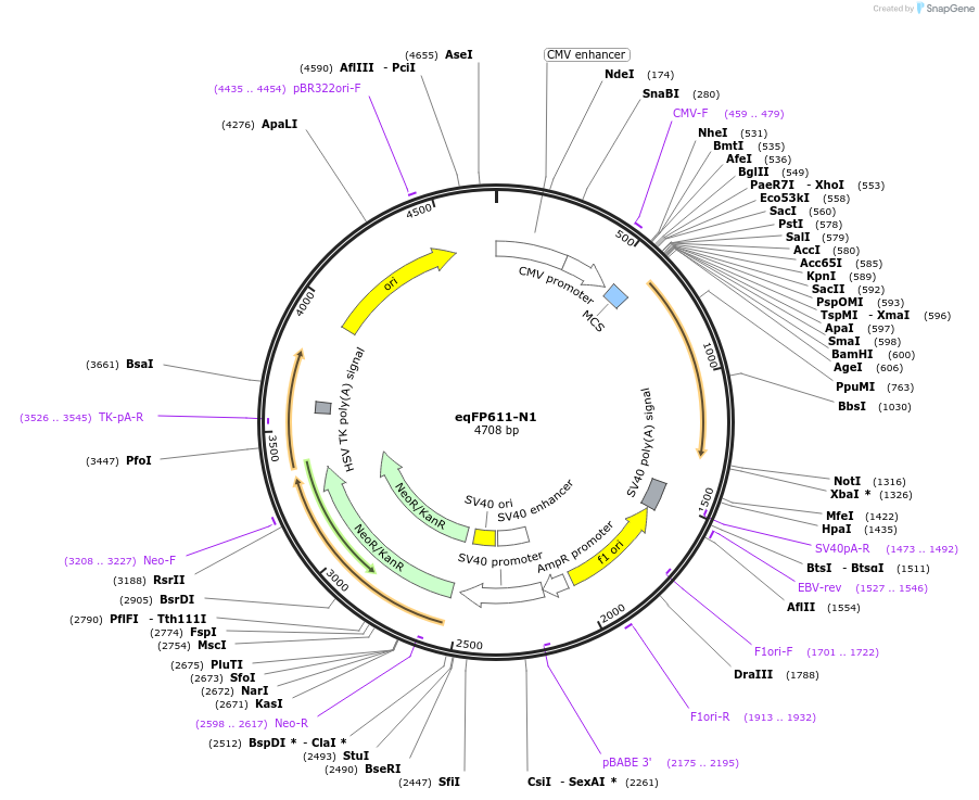54598-plasmid-map-sequence-id-484008