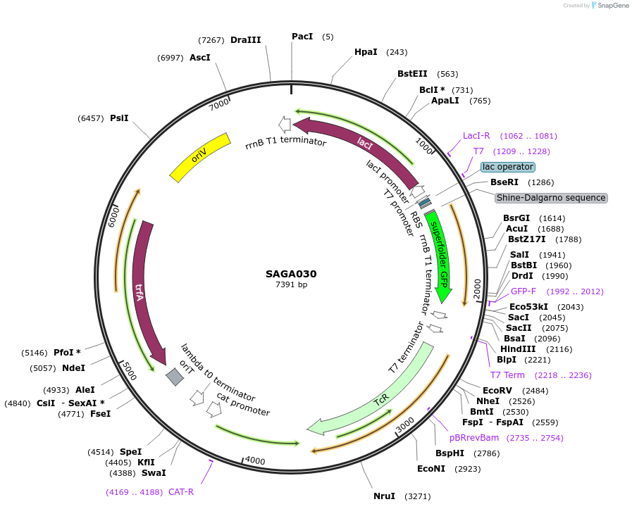 240779-plasmid-map-sequence-id-484011