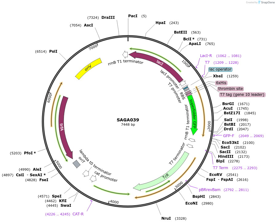 240788-plasmid-map-sequence-id-484210