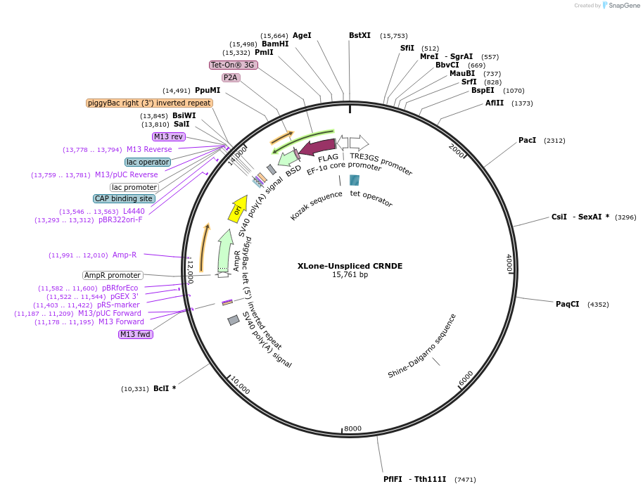 242177-plasmid-map-sequence-id-484212