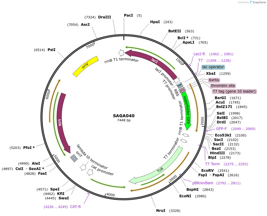 240789-plasmid-map-sequence-id-484214