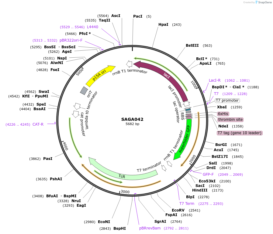 240791-plasmid-map-sequence-id-484215