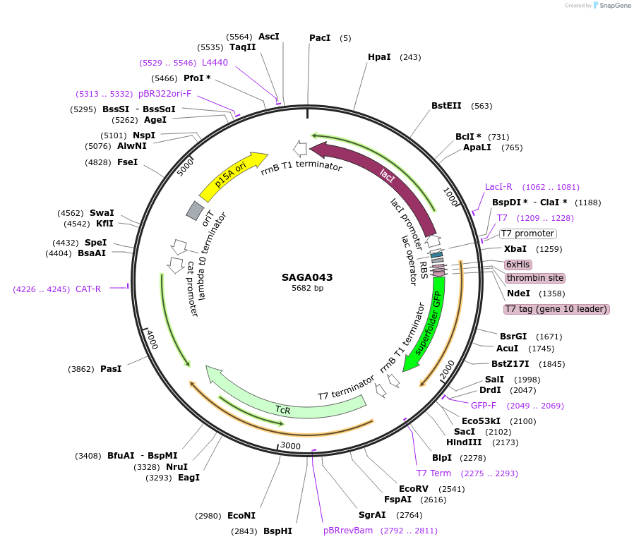 240792-plasmid-map-sequence-id-484216