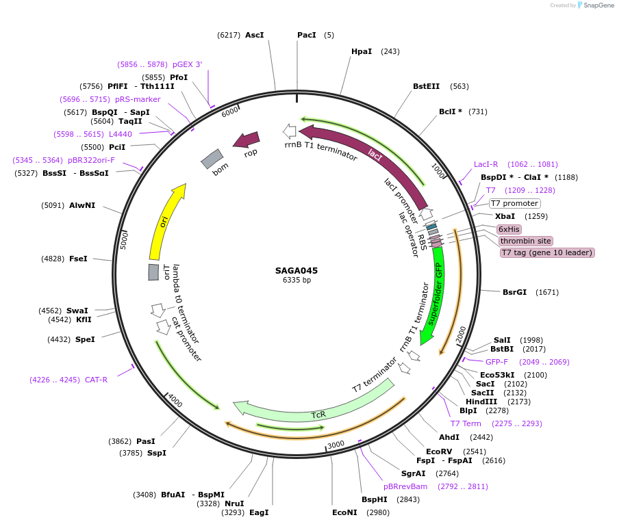 240794-plasmid-map-sequence-id-484225