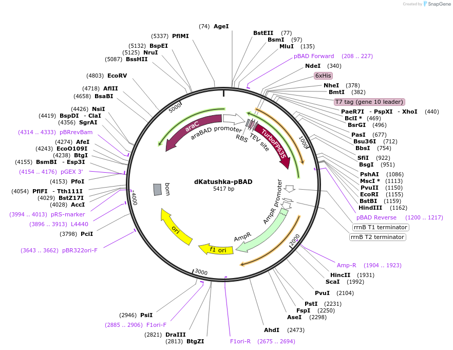 54775-plasmid-map-sequence-id-484240