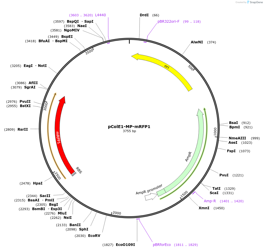240203-plasmid-map-sequence-id-484246