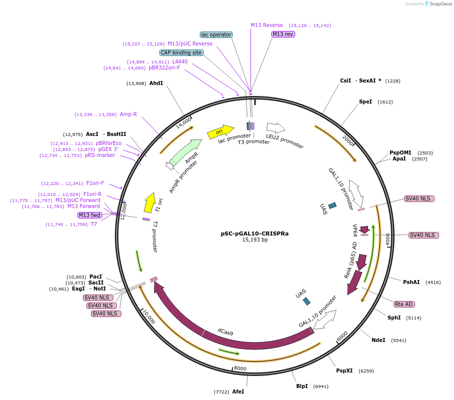 240210-plasmid-map-sequence-id-484247