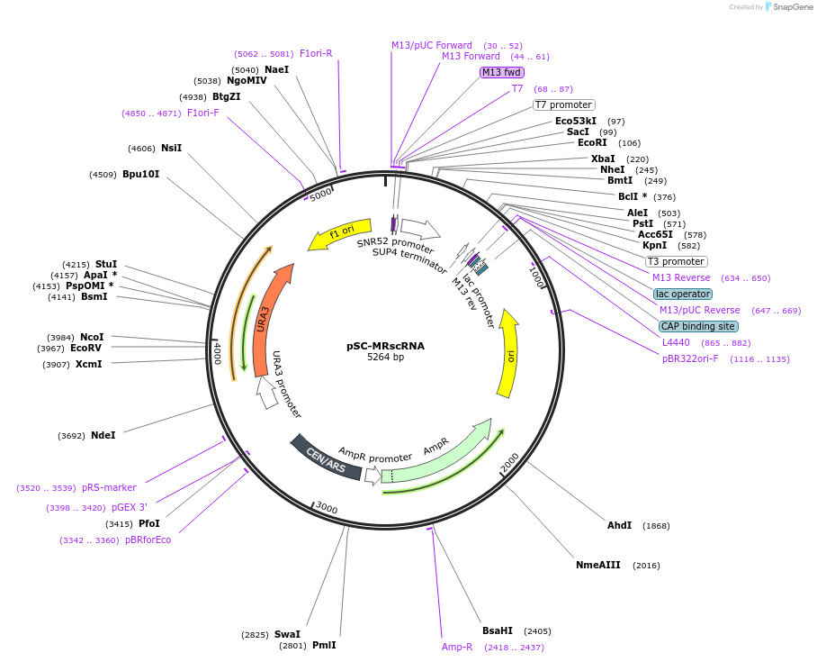 240211-plasmid-map-sequence-id-484253