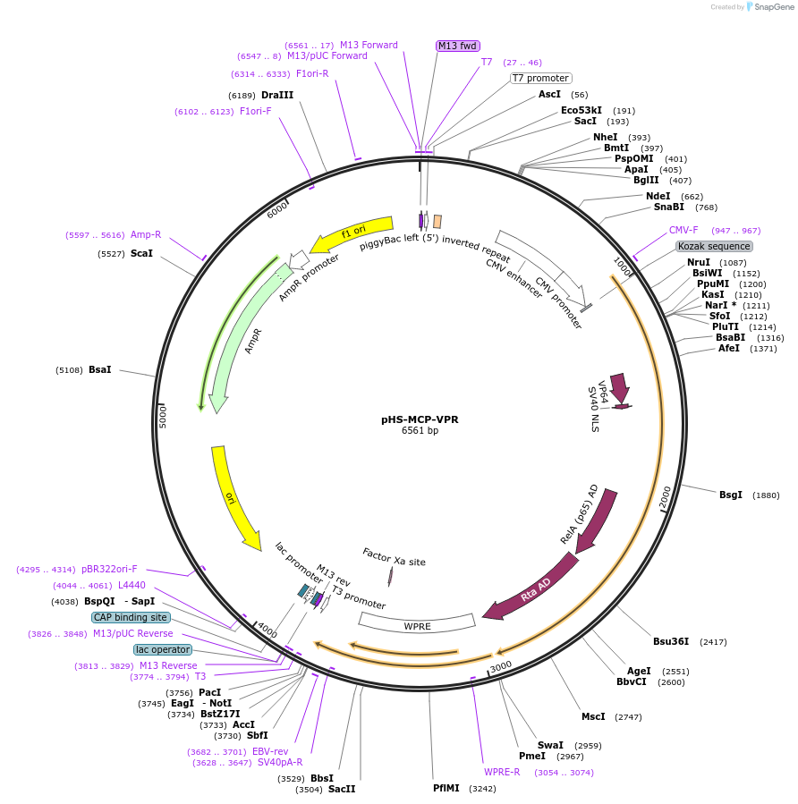 240213-plasmid-map-sequence-id-484254