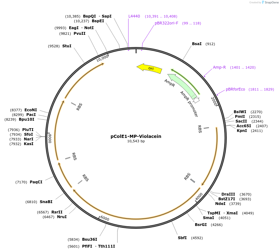 240205-plasmid-map-sequence-id-484256