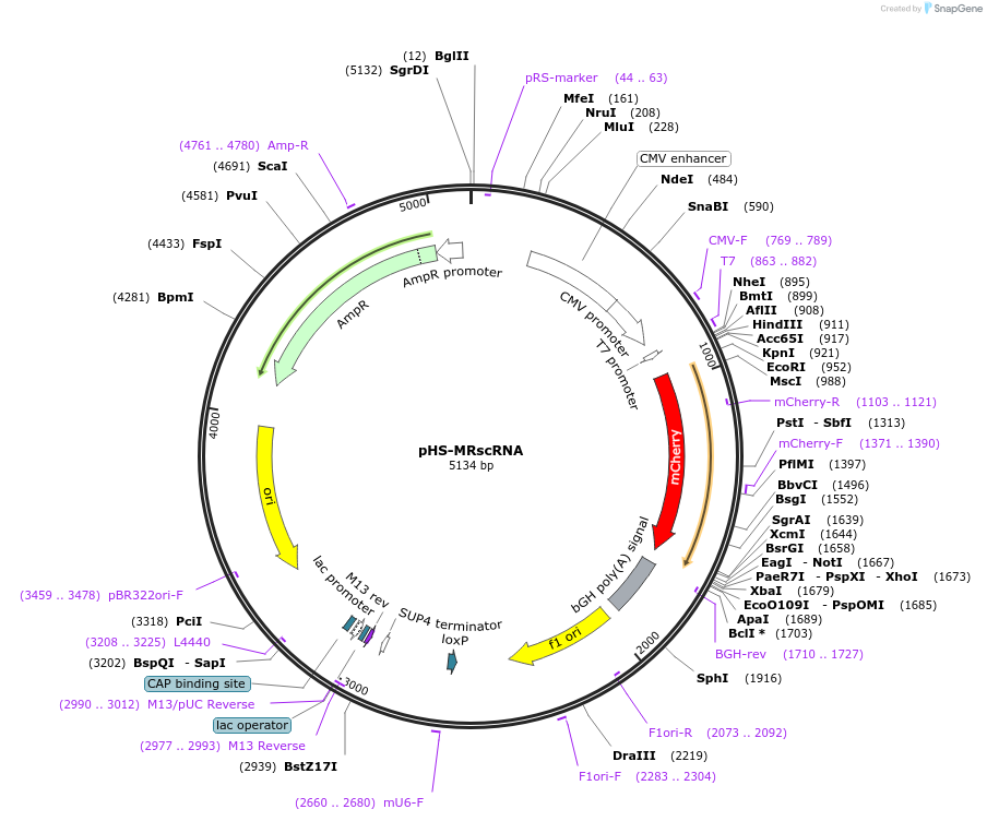 240214-plasmid-map-sequence-id-484258