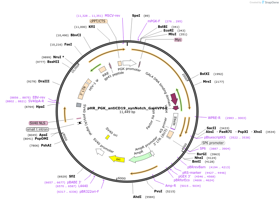 79125-plasmid-map-sequence-id-484265