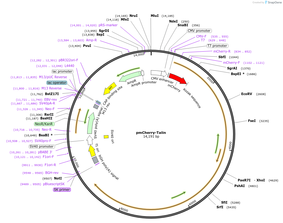 80026-plasmid-map-sequence-id-484267