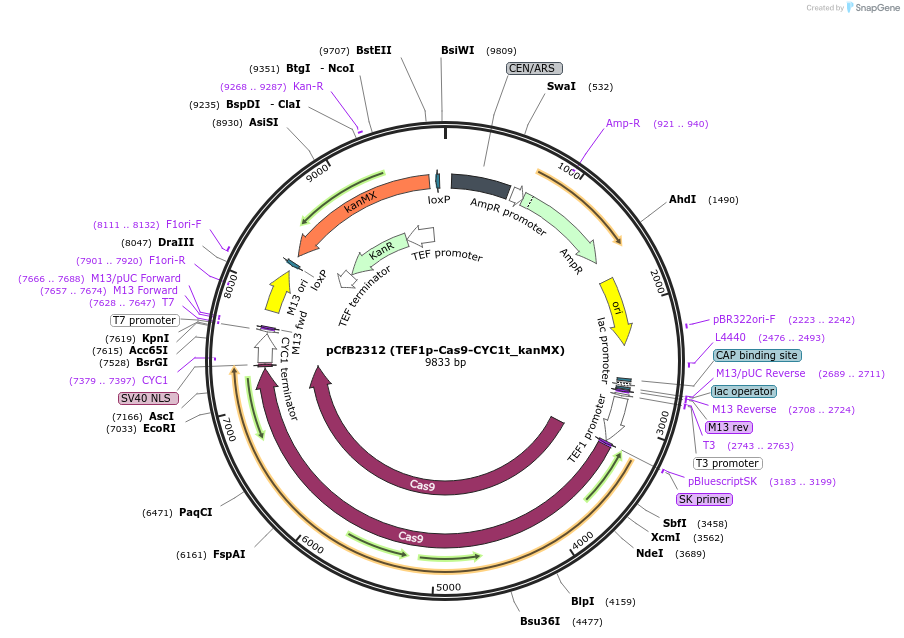 78231-plasmid-map-sequence-id-484407