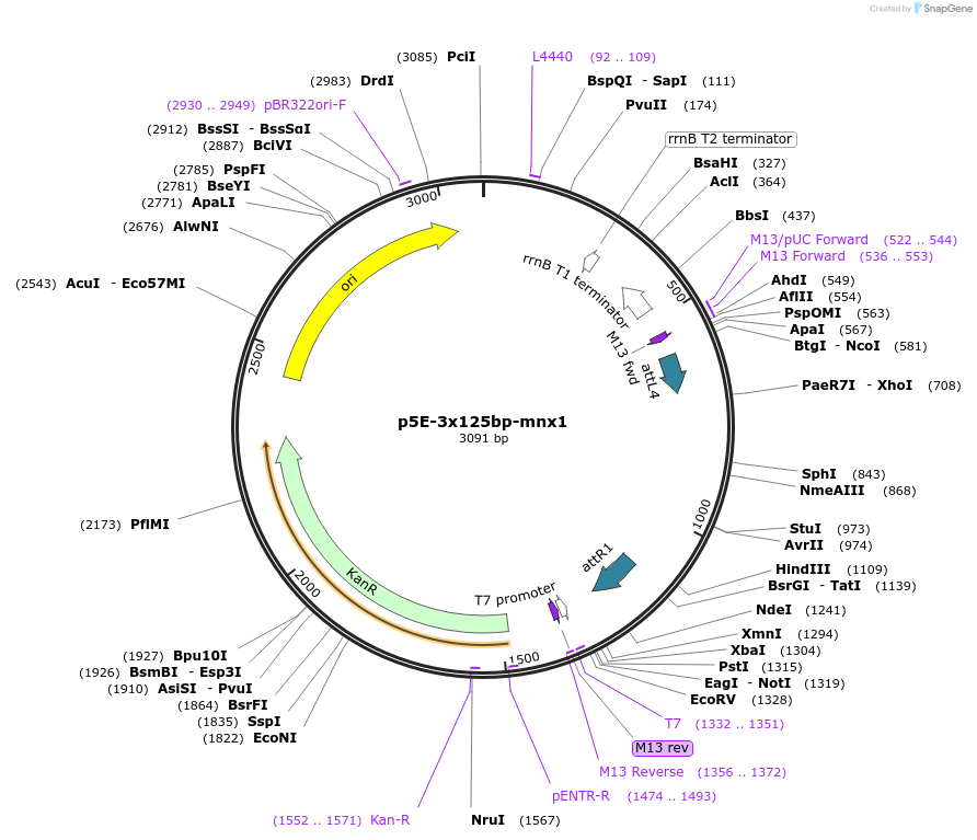 169043-plasmid-map-sequence-id-484424