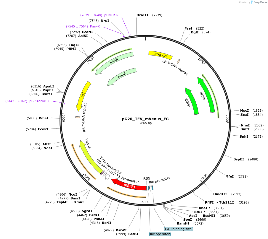 240671-plasmid-map-sequence-id-484447