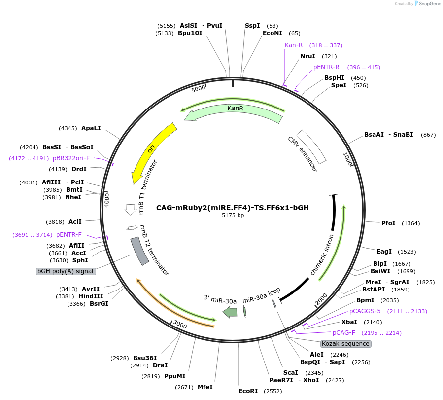 235297-plasmid-map-sequence-id-484450