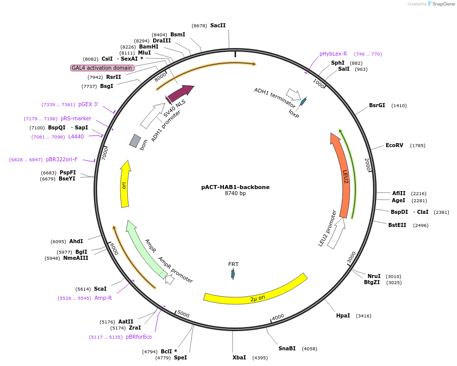 241287-plasmid-map-sequence-id-484463
