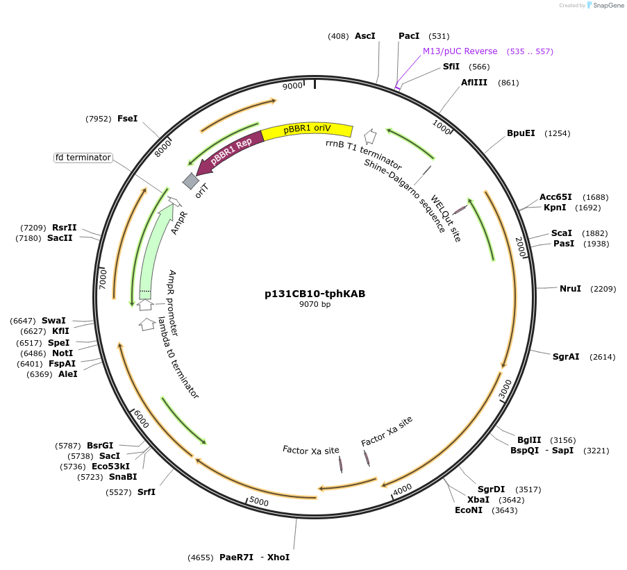241911-plasmid-map-sequence-id-484466