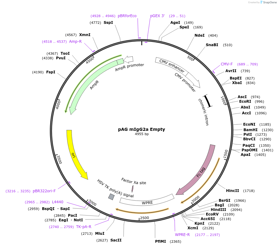 242953-plasmid-map-sequence-id-484470