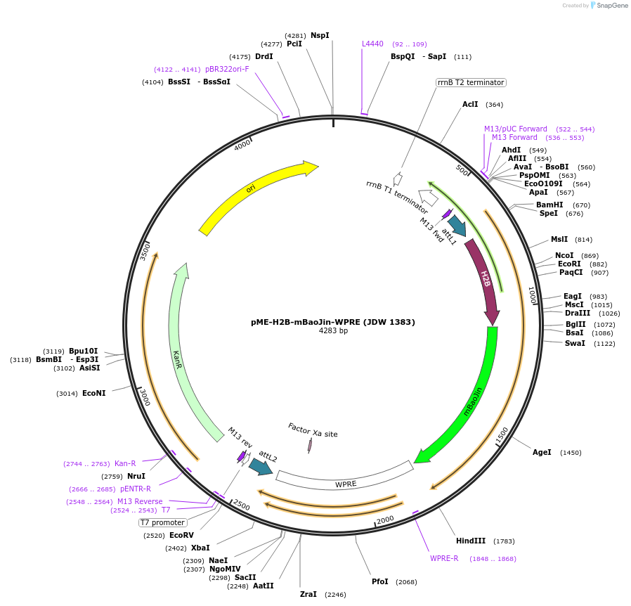 242549-plasmid-map-sequence-id-484473