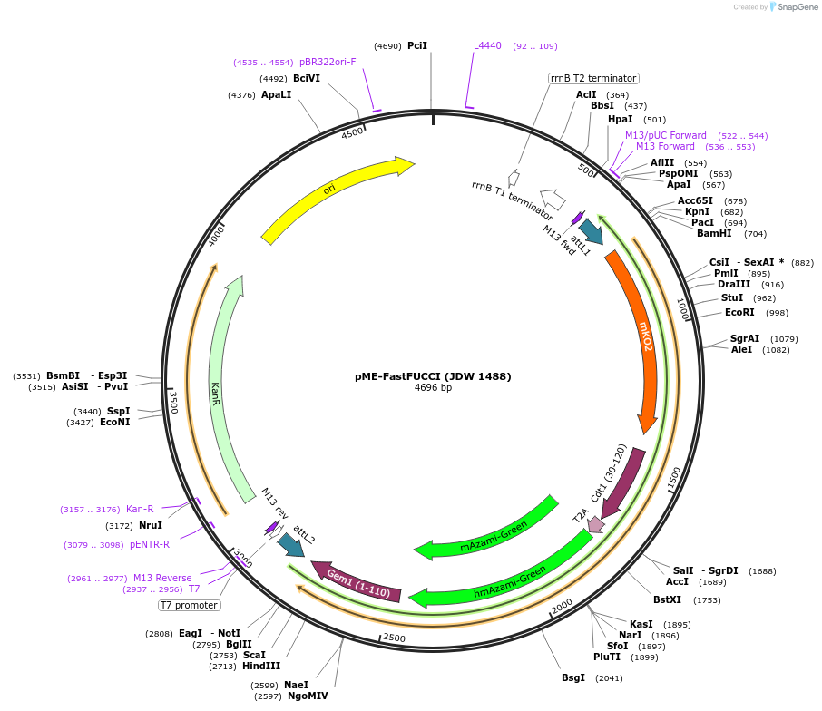 242556-plasmid-map-sequence-id-484474